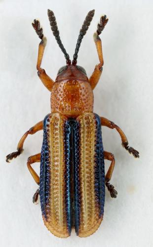 Réf. 242 492 : Anisostena gracilis